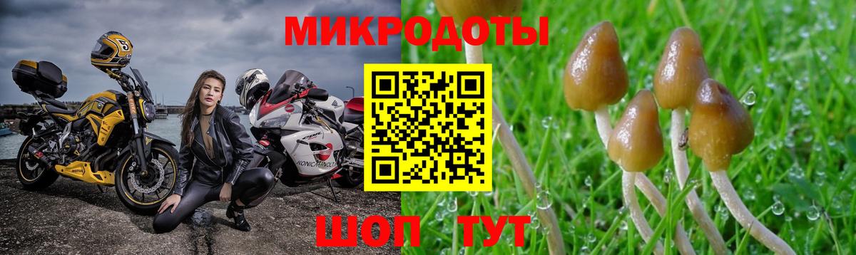 Галлюциногенные грибы Psilocybe Щёкино